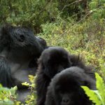 Why is gorilla tracking in Uganda underrated?