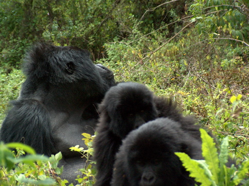 Why is gorilla tracking in uganda underrated?