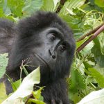 Habituated mountain gorilla families in Nkuringo.