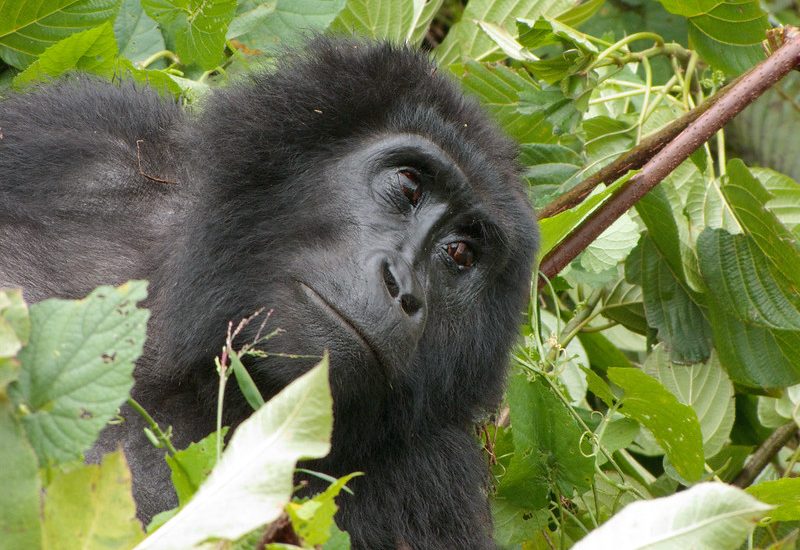 Habituated mountain gorilla families in Nkuringo.