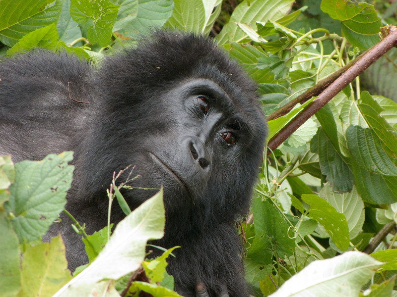 Read more about the article Habituated mountain gorilla families in Nkuringo.