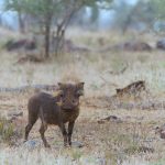 Facts about warthogs in Africa.