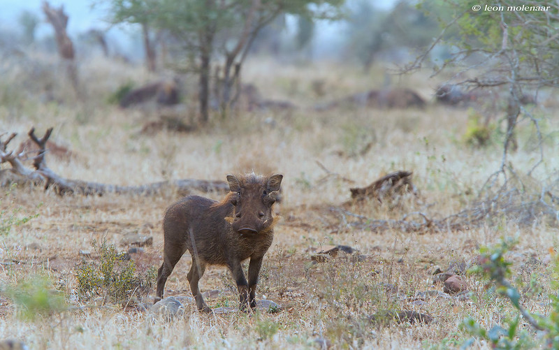 Read more about the article Facts about warthogs in Africa.