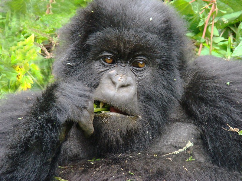 Read more about the article how to check availability of gorilla permits in Uganda.