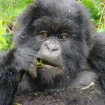 Gorilla trekking experiences