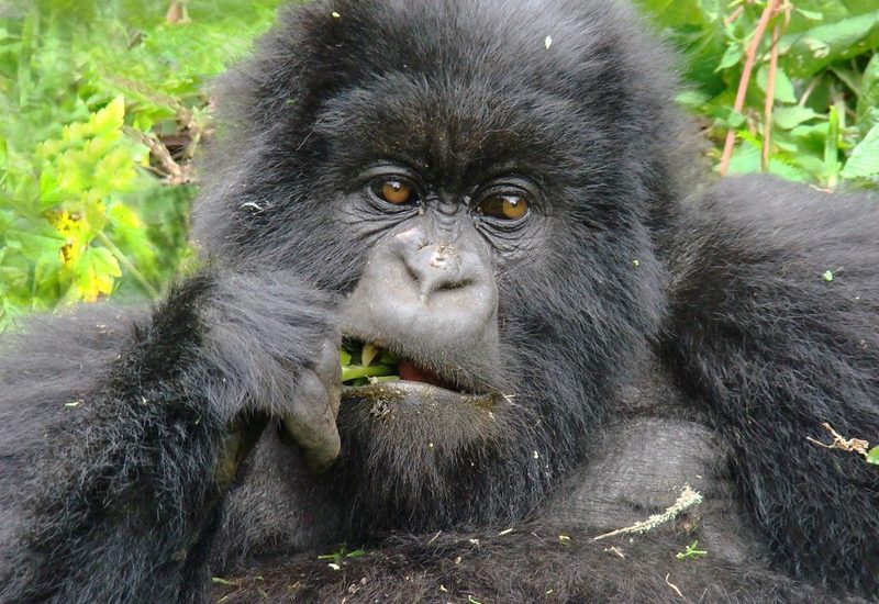 Gorilla trekking experiences