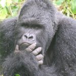 Habituated mountain gorilla families