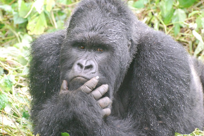 Habituated mountain gorilla families in Rushaga.