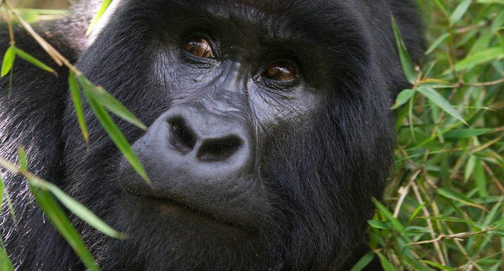  Gorilla trekking in Rwanda.