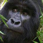  Gorilla trekking in Rwanda.