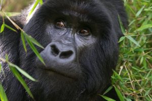 Read more about the article  Gorilla trekking in Rwanda.