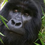 Insight Uganda Gorilla Safaris