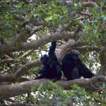 Safaris to see apes In Uganda