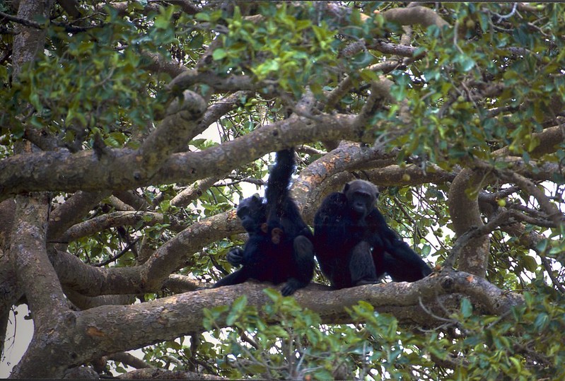 Safaris to See Apes In Uganda