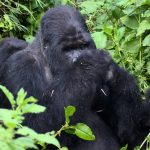 Gorilla trekking safari bookings.