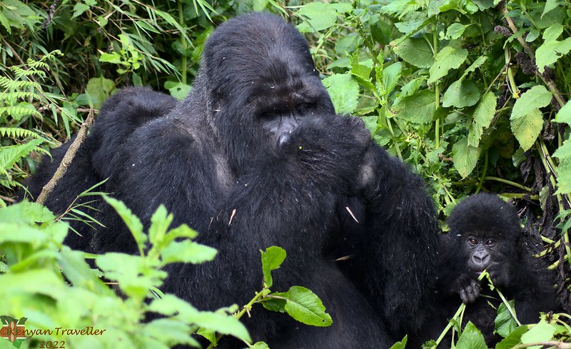 1-day gorilla trekking in Nkuringo from Kigali.