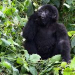 Facts about Eastern lowland gorillas.