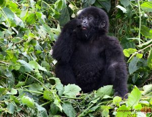 Read more about the article Facts about Eastern lowland gorillas.