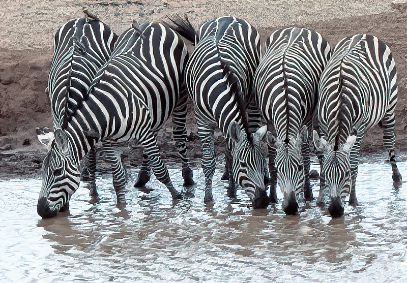 Read more about the article Kenya and Tanzania Safari