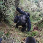 Exclusive private Gorilla trekking in Uganda and Rwanda.