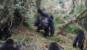 Read more about the article Exclusive private Gorilla trekking in Uganda and Rwanda.