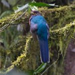 birding in Bwindi impenetrable national park.