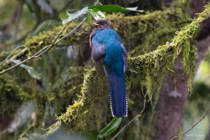 Read more about the article birding in Bwindi impenetrable national park.