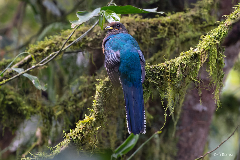 Birding in Bwindi impenetrable national park