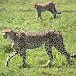 3 days Serengeti national park and Ngorongoro crater safari.