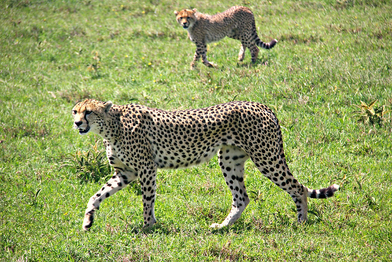 3 days Serengeti national park and Ngorongoro crater safari.