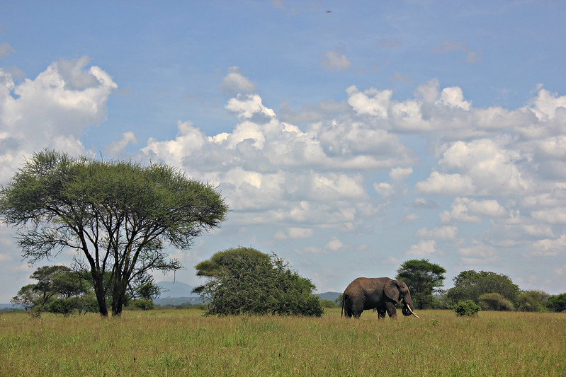 Read more about the article 2 days safari Tarangire national park and Ngorongoro crater.