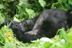 Read more about the article Ruhija Gorilla Permits.