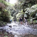 Kashasha River Trail in Bwindi Impenetrable National Park.