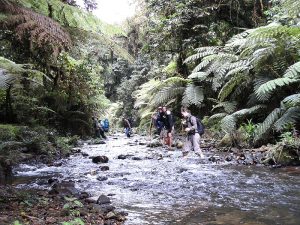 Read more about the article Kashasha River Trail in Bwindi Impenetrable National Park.