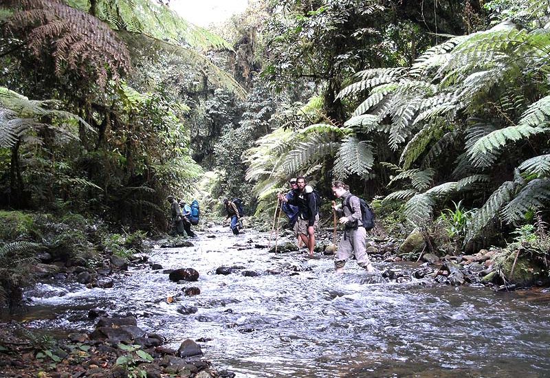 Kashasha River Trail in Bwindi Impenetrable National Park