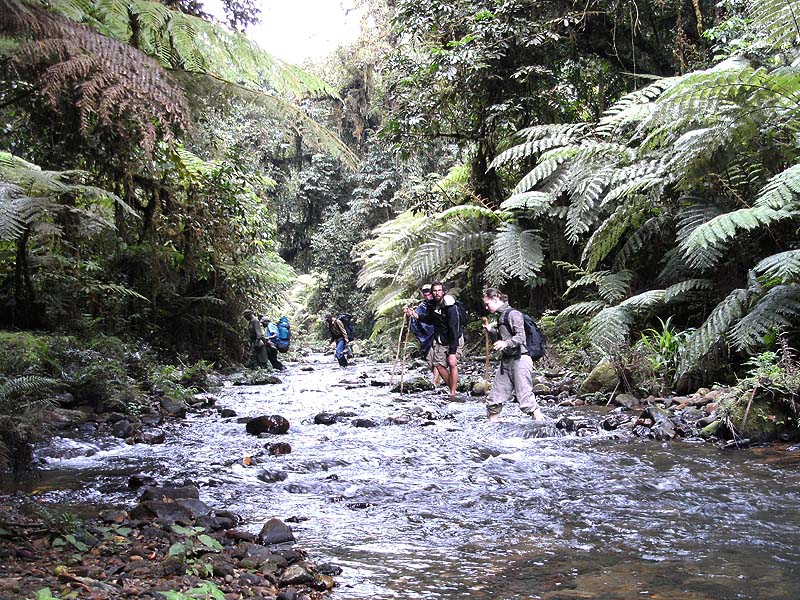 Read more about the article Kashasha River Trail in Bwindi Impenetrable National Park.