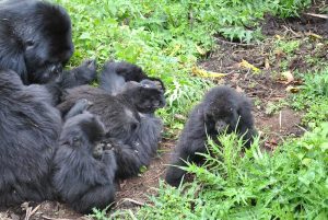 Read more about the article How do mountains gorillas play?