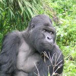 Is a gorilla trek in Uganda or Rwanda guaranteed?.