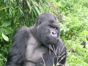 Read more about the article Is a gorilla trek in Uganda or Rwanda guaranteed?.