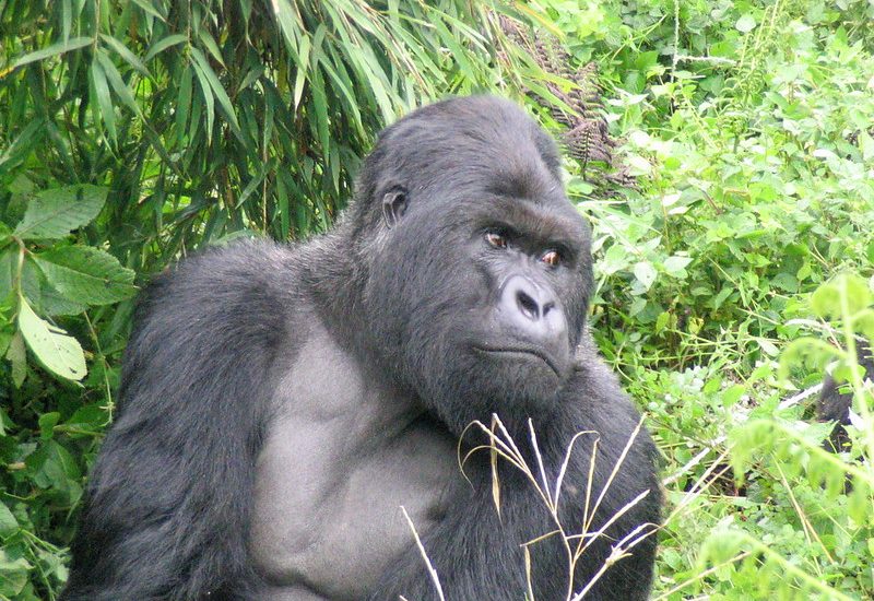 Is a gorilla trek in Uganda or Rwanda guaranteed?