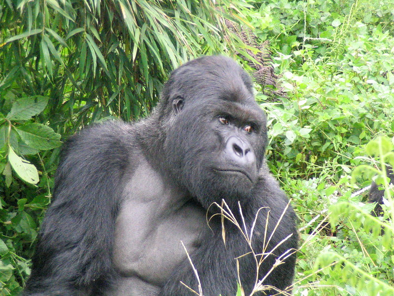 Read more about the article Is a gorilla trek in Uganda or Rwanda guaranteed?.