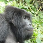 Gorilla safari payment options