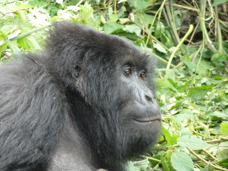 Read more about the article Gorilla safari payment options