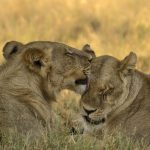 What is the best time to see Lions in Uganda?