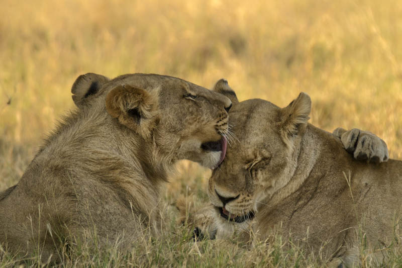 what is the best time to see lions in uganda