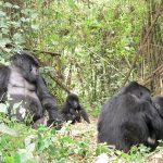 Gorilla trekking from South Africa.