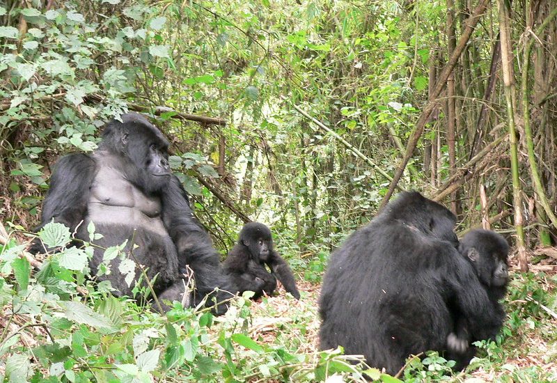 Gorilla trekking from South Africa.