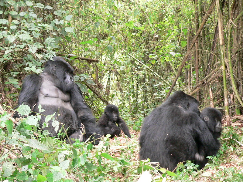 Read more about the article Gorilla trekking from South Africa.