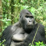 Why is Gorilla trekking so expensive?