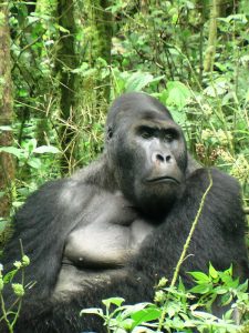 Read more about the article Why is Gorilla trekking so expensive?